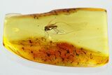Detailed Fossil Fungus Gnat (Mycetophilidae) In Baltic Amber #372562-1
